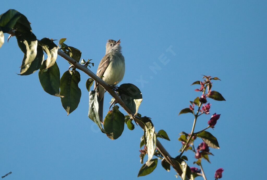 Yellow-bellied Elaenia male adult breeding