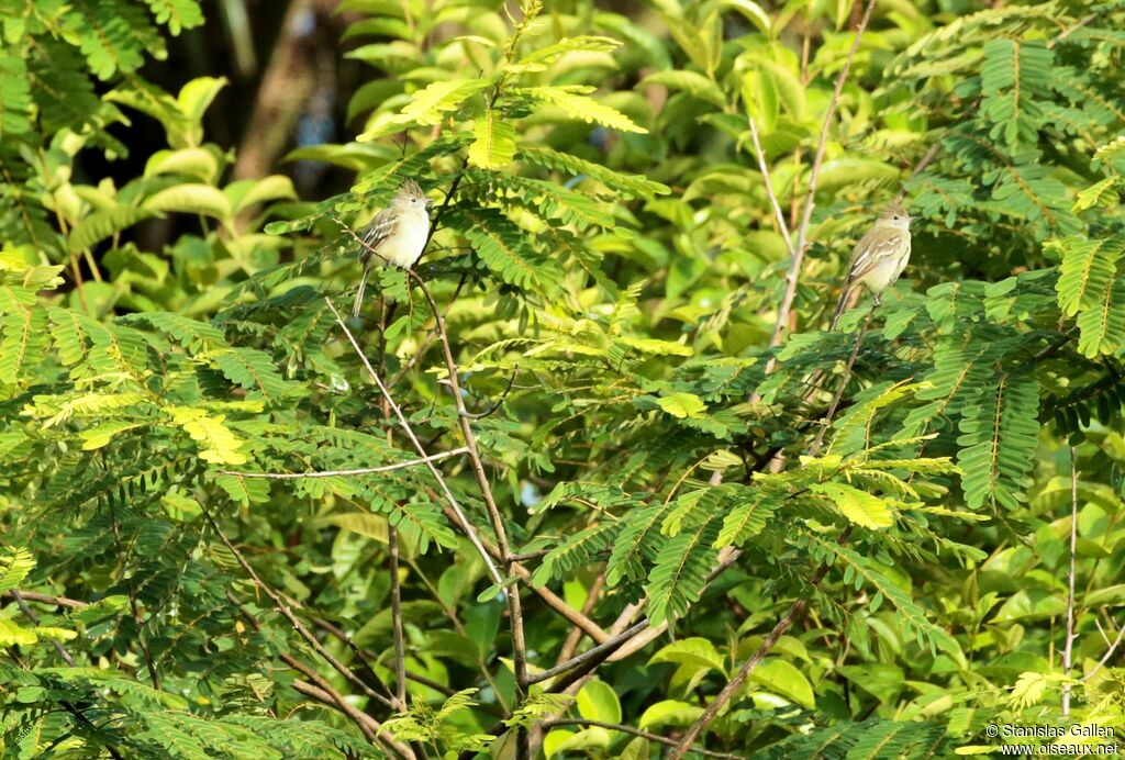 Plain-crested Elaeniaadult breeding