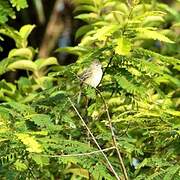 Plain-crested Elaenia