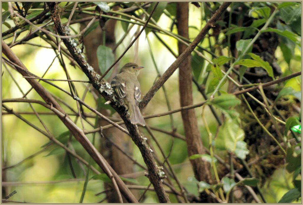 Mountain Elaeniaadult