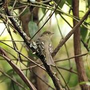 Mountain Elaenia