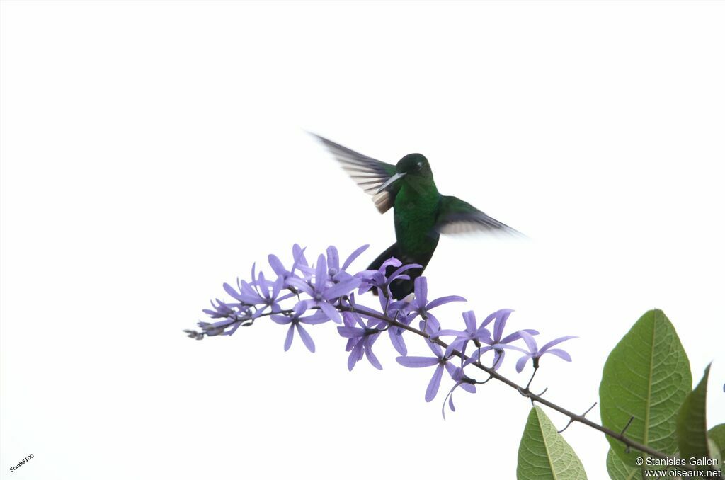 Western Emerald male adult, Flight, eats