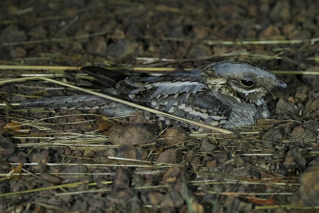 Red-necked Nightjaradult