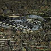 Red-necked Nightjar