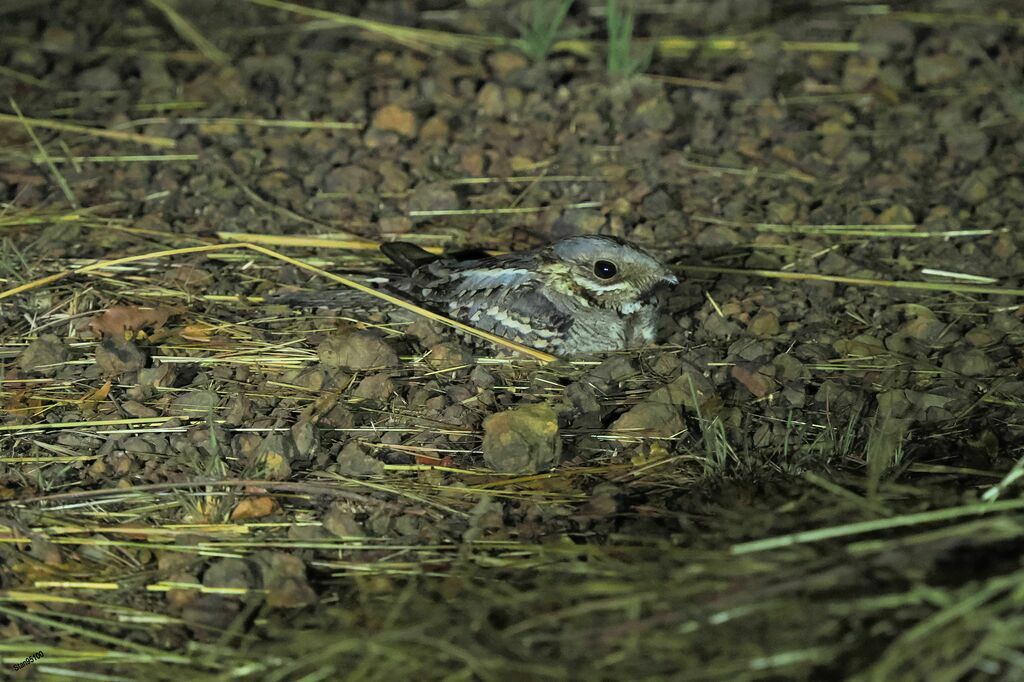 Red-necked Nightjaradult