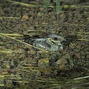 Red-necked Nightjar