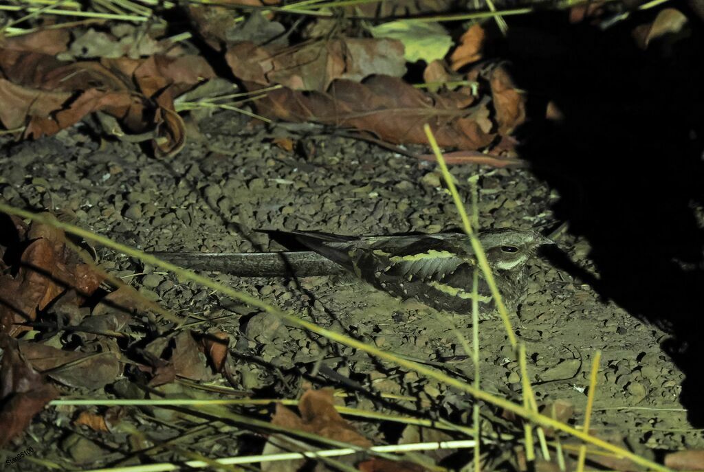 Long-tailed Nightjaradult