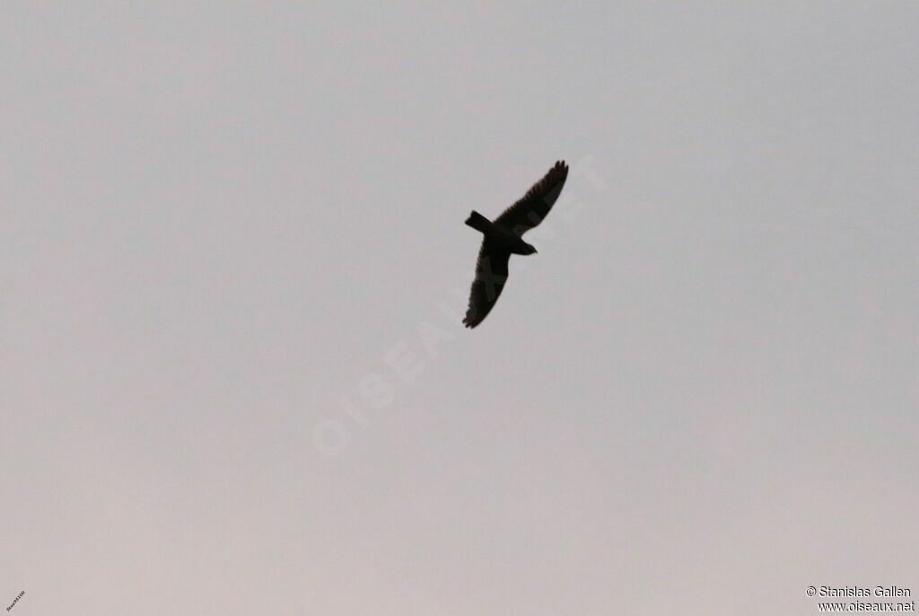 Short-tailed Nighthawkadult, Flight