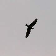 Short-tailed Nighthawk