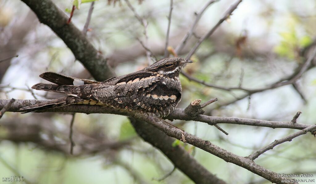 European Nightjar