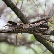 European Nightjar