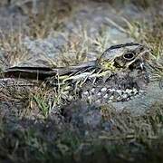 Indian Nightjar