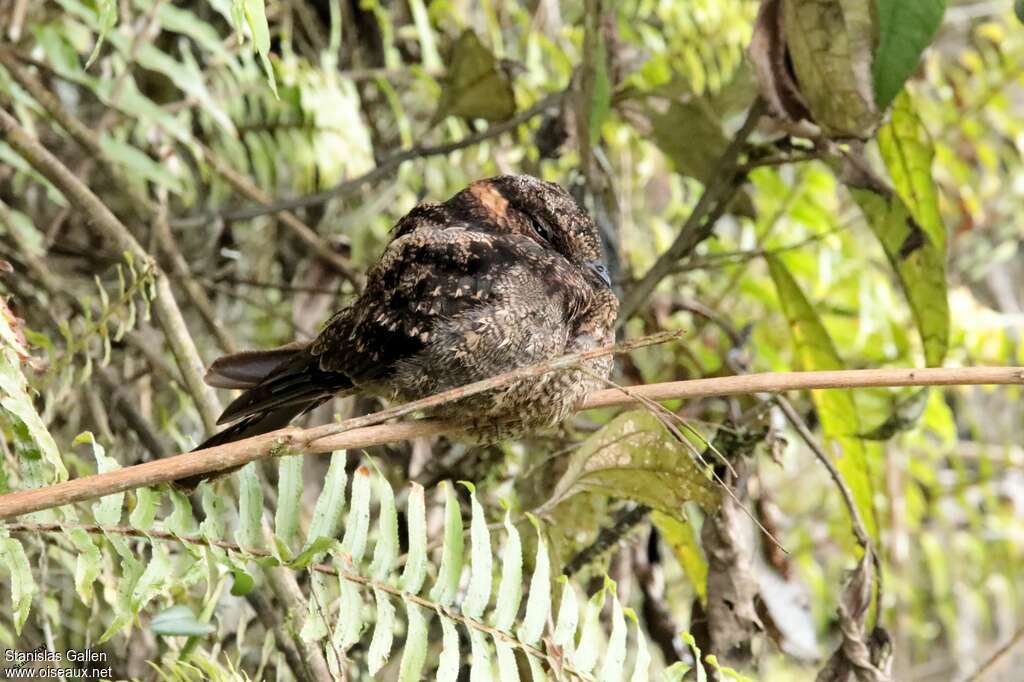 Lyre-tailed Nightjar female adult, identification