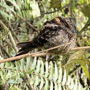 Lyre-tailed Nightjar