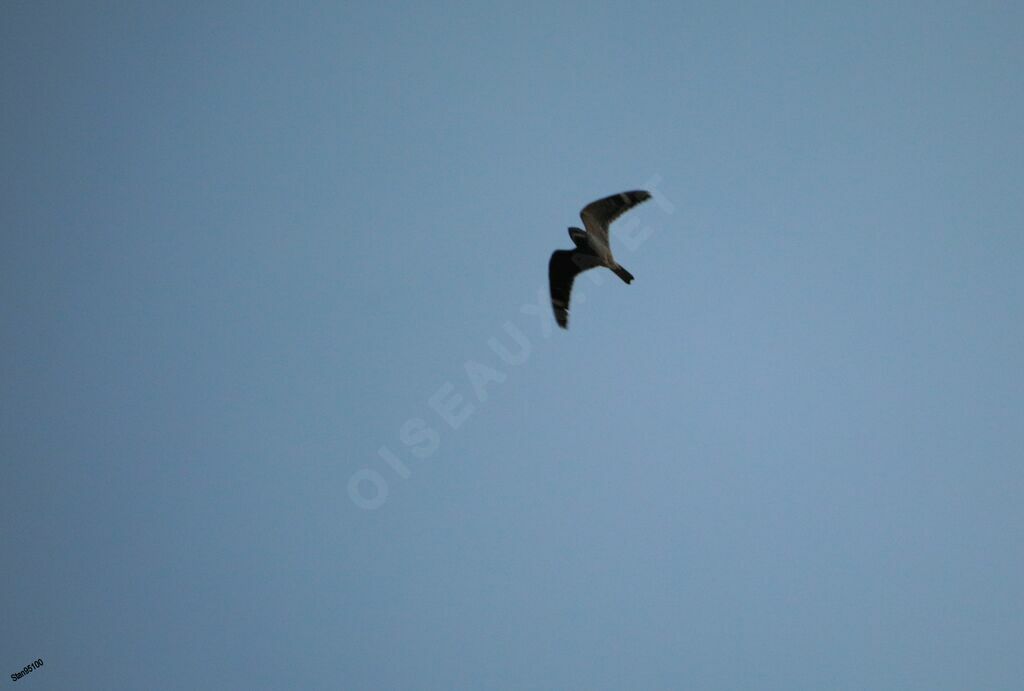 Lesser Nighthawkadult, Flight