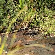 Blackish Nightjar