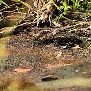 Blackish Nightjar