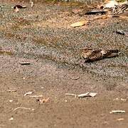 Blackish Nightjar