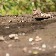 Blackish Nightjar