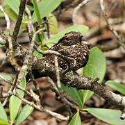 Blackish Nightjar