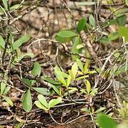 Blackish Nightjar