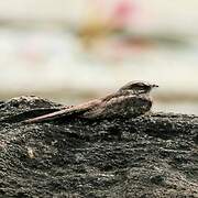 Ladder-tailed Nightjar