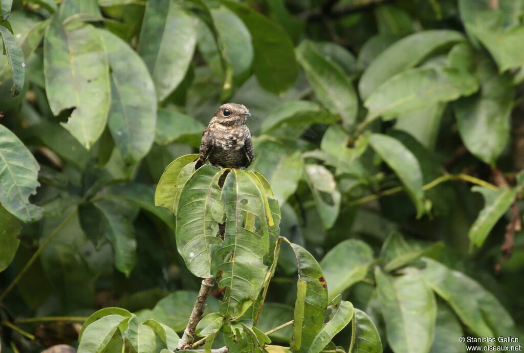 Ladder-tailed Nightjaradult breeding