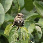 Ladder-tailed Nightjar