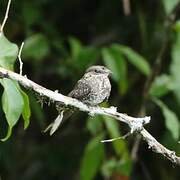 Ladder-tailed Nightjar