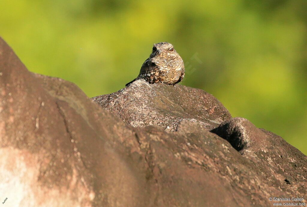 Ladder-tailed Nightjaradult breeding