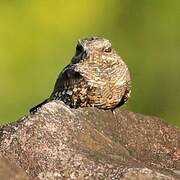 Ladder-tailed Nightjar