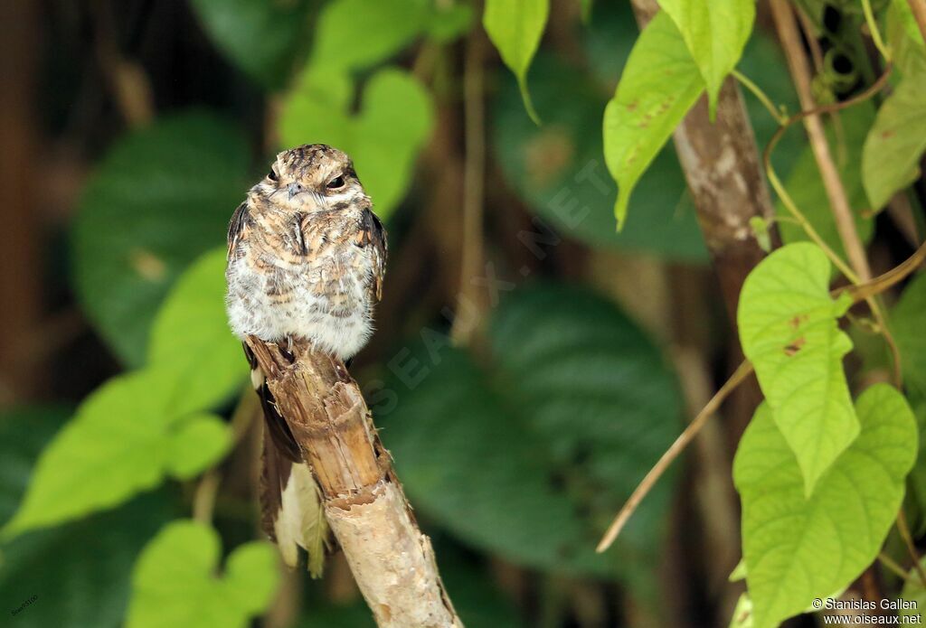 Ladder-tailed Nightjaradult