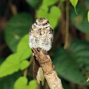 Ladder-tailed Nightjar