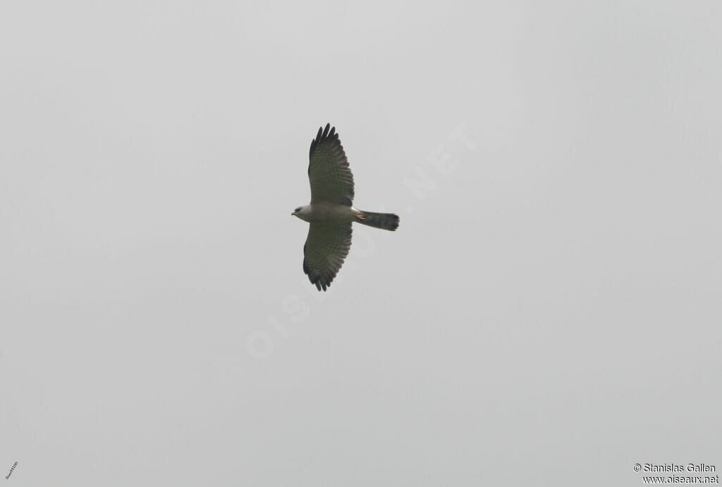 Levant Sparrowhawk female adult breeding, Flight