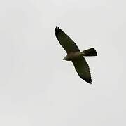 Levant Sparrowhawk