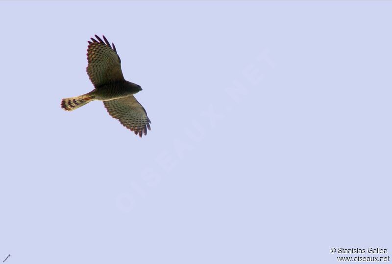 Levant Sparrowhawk female, Flight