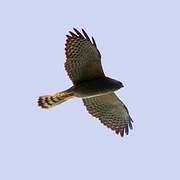 Levant Sparrowhawk