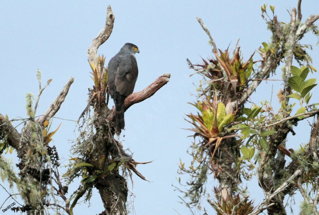 Bicolored Hawkadult