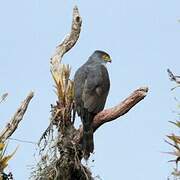 Bicolored Hawk