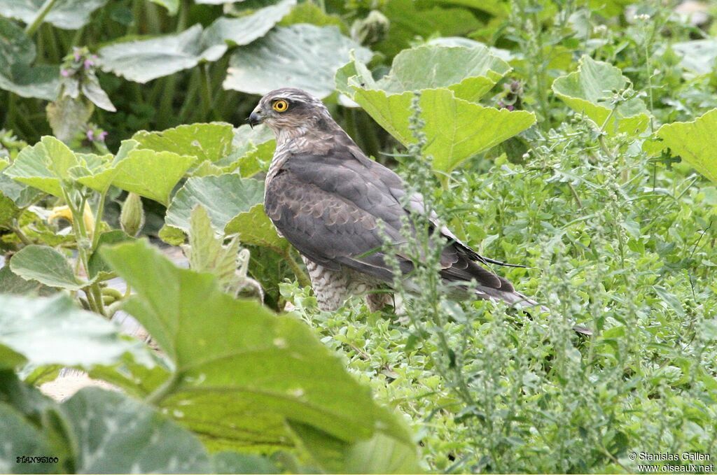 Eurasian Sparrowhawk female adult transition, fishing/hunting