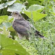 Eurasian Sparrowhawk