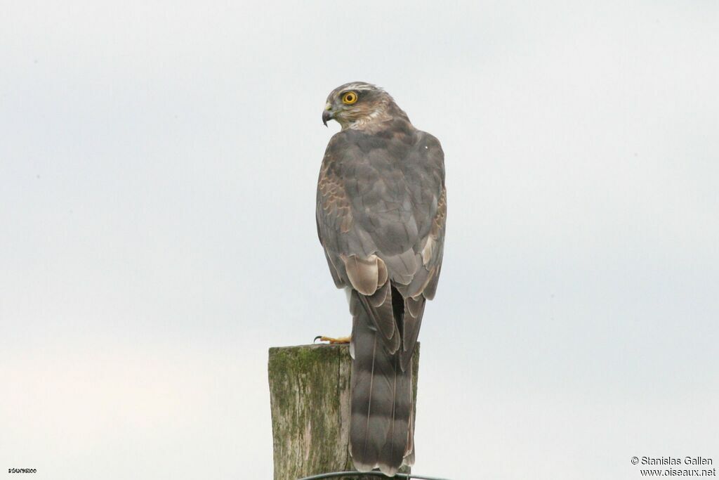 Eurasian Sparrowhawk female adult transition