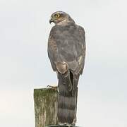 Eurasian Sparrowhawk