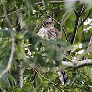 Eurasian Sparrowhawk