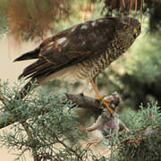 Eurasian Sparrowhawk