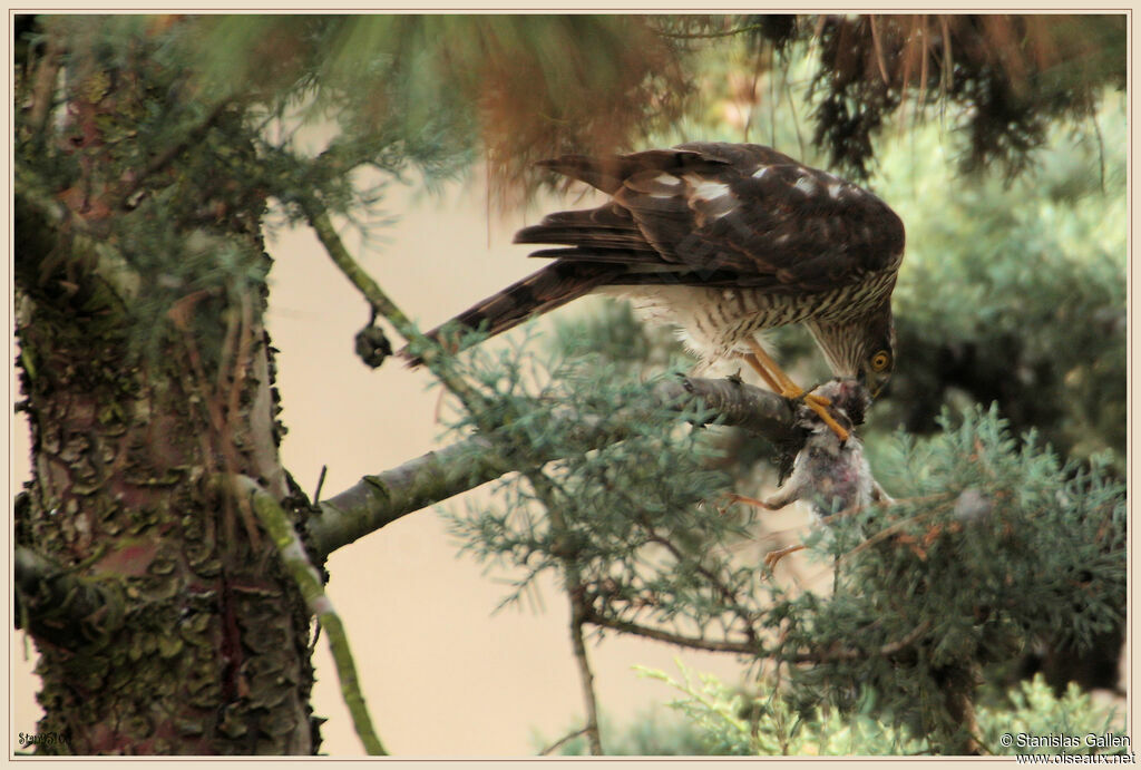 Eurasian Sparrowhawkadult transition, eats