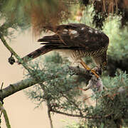 Eurasian Sparrowhawk