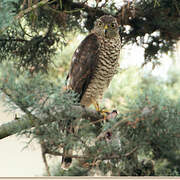 Eurasian Sparrowhawk