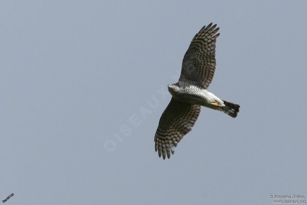 Eurasian Sparrowhawk female adult, Flight