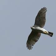 Eurasian Sparrowhawk